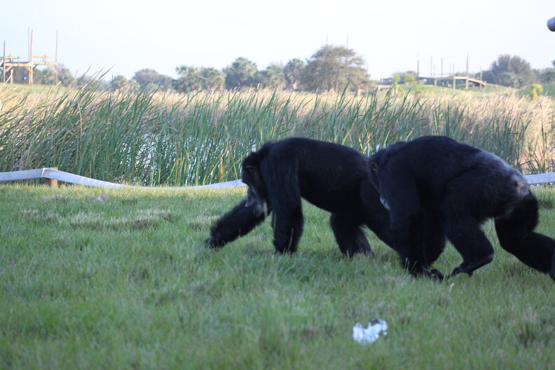 Rescued Lab Chimpanzee Heals Through Learning To Paint - The Dodo
