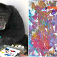 chimp lab rescue painting