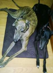 Greyhounds rescued from racing