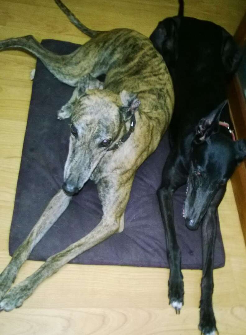 Greyhounds rescued from racing