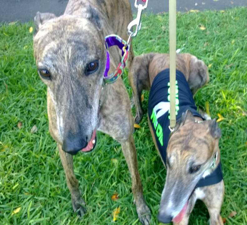 Greyhounds saved from racing industry