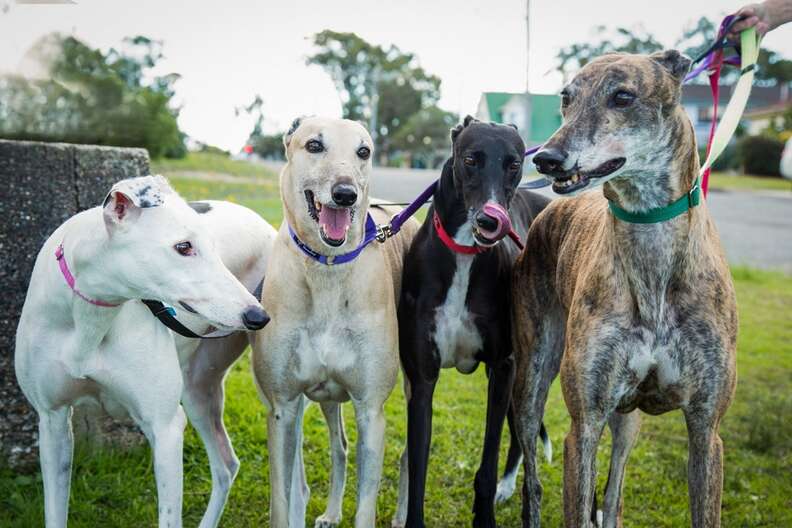 Greyhounds saved from dog racing