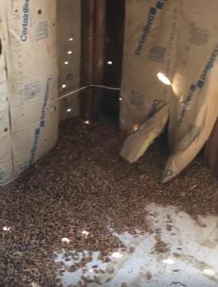 Man Finds Thousands Of Acorns In The Walls Of His Pool House - The Dodo