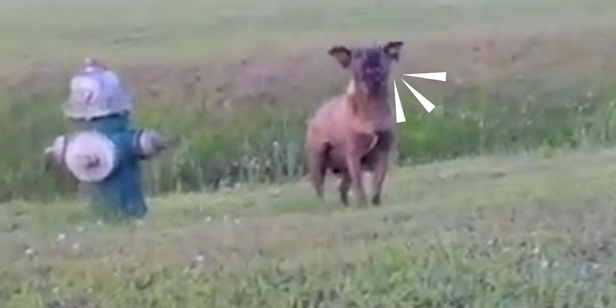 Stray Dog Kept Growling For The Sweetest Reason Videos The Dodo