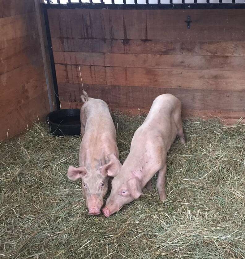 rescue pig brothers tennessee