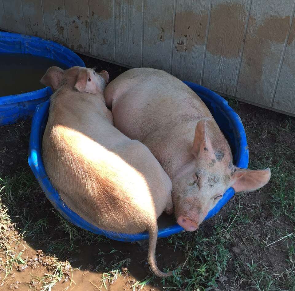 rescue pigs tennessee