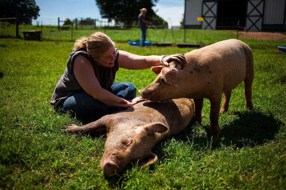 rescue pigs tennessee