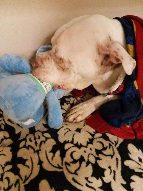 Dog with stuffed elephant toy