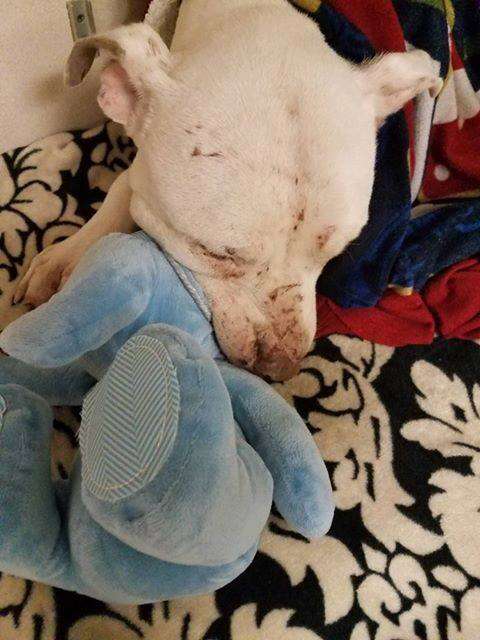 Dog with stuffed animal toy