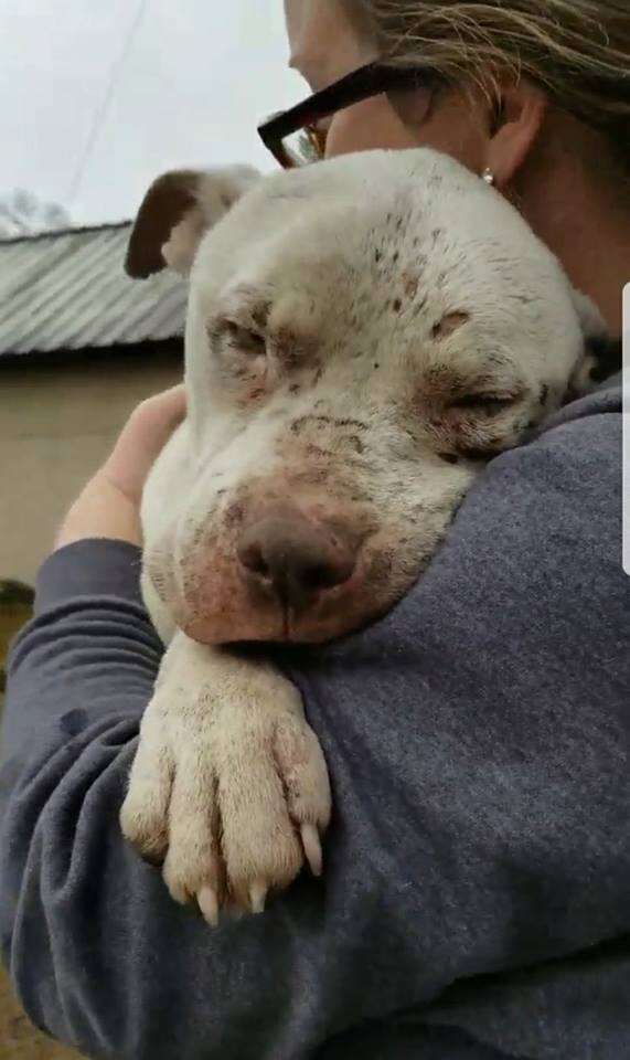 Woman hugging rescued dog