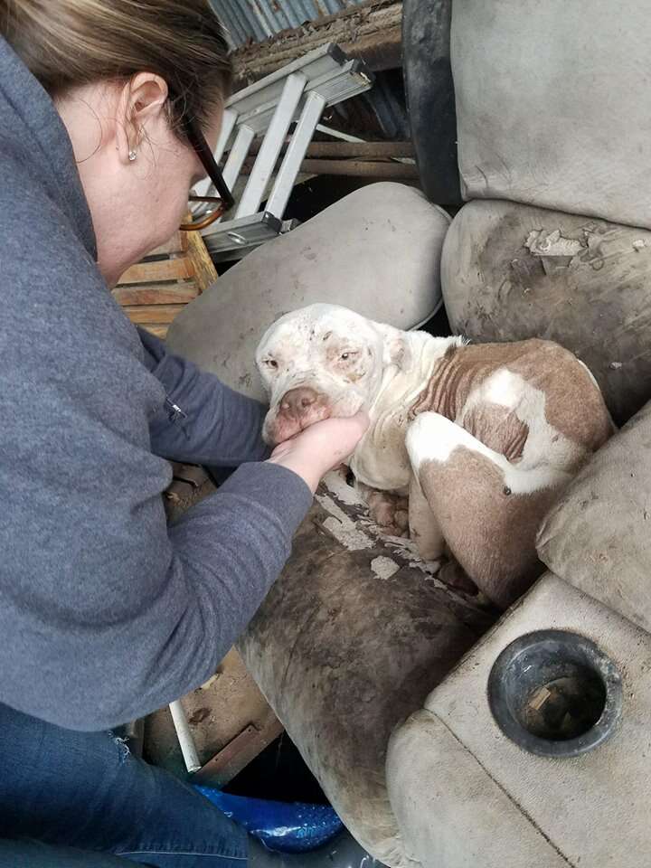 Woman lifting street dog from chair