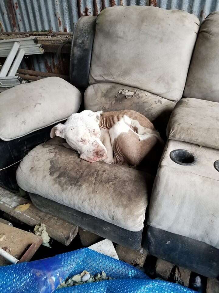Street dog lying on old couch