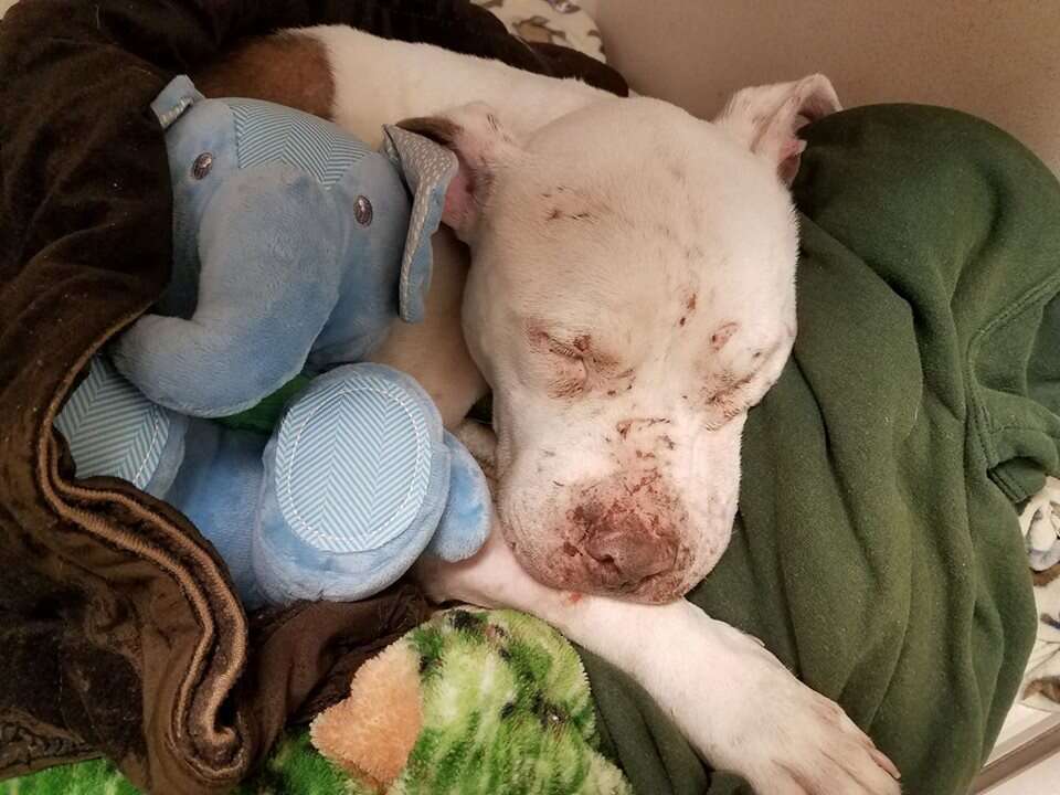 Dog with stuffed animal toy