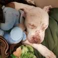 Abused Dog Snuggles Up With His First Toy — And Finally Feels Safe