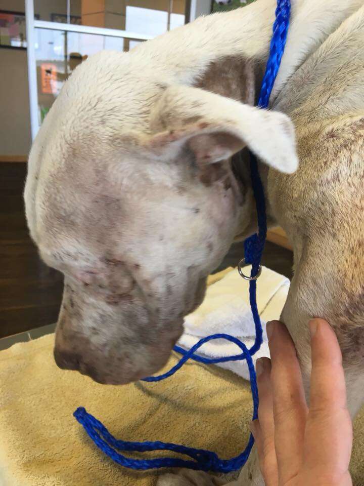 Rescued dog with bowed head