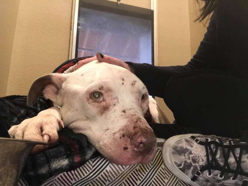 Woman petting rescued dog