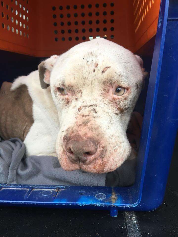 Dog inside plastic kennel