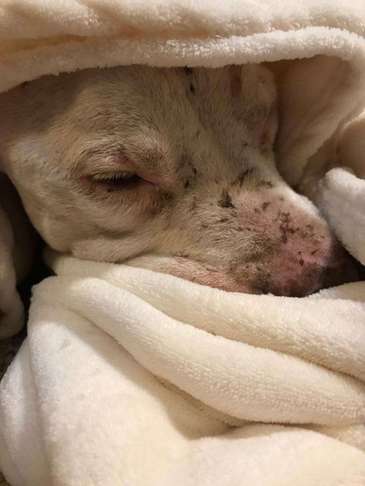 Rescued dog hiding beneath blankets
