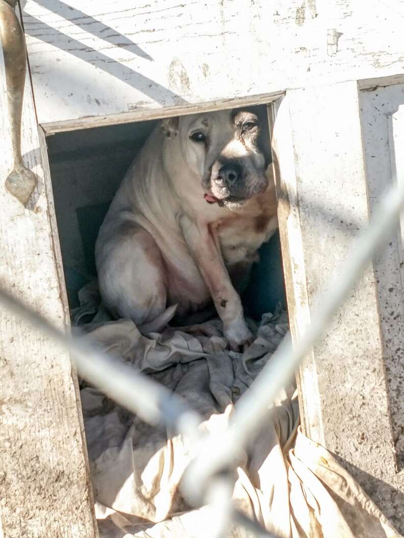 Dog who lived in dog house for 8 years