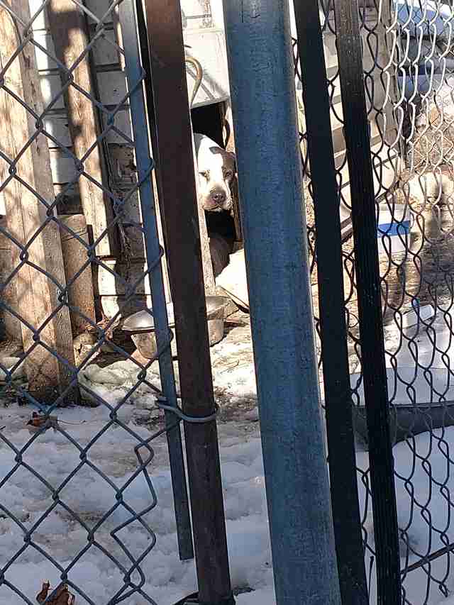 Dog who spent 8 years in dog house