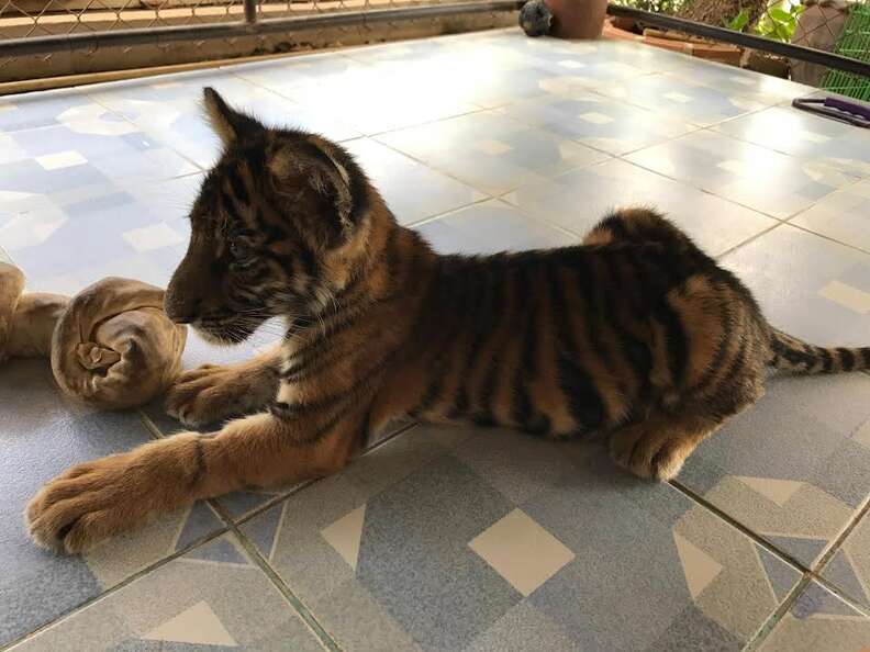 tiger cubs playing with cat