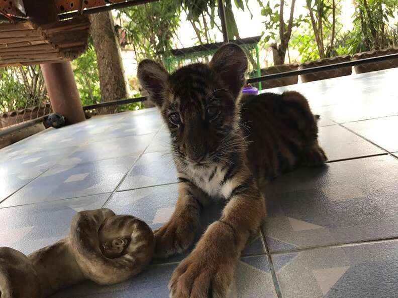 Baby tiger cub with rawhide toy