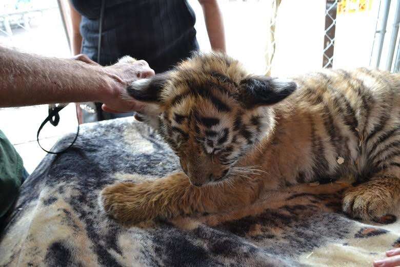Cub on table with his eyes closed