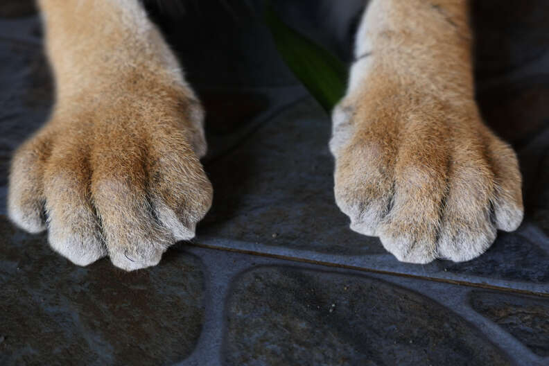 Cub's paws after the declawing operation