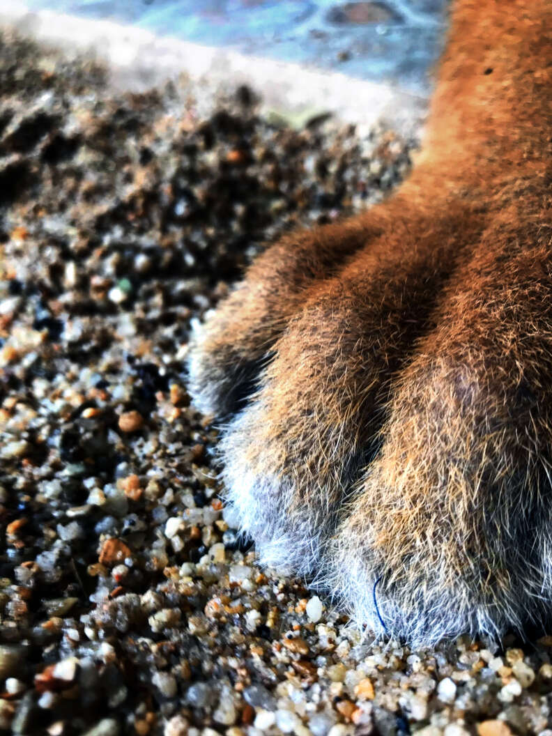 Big cat cub's paws after declawing