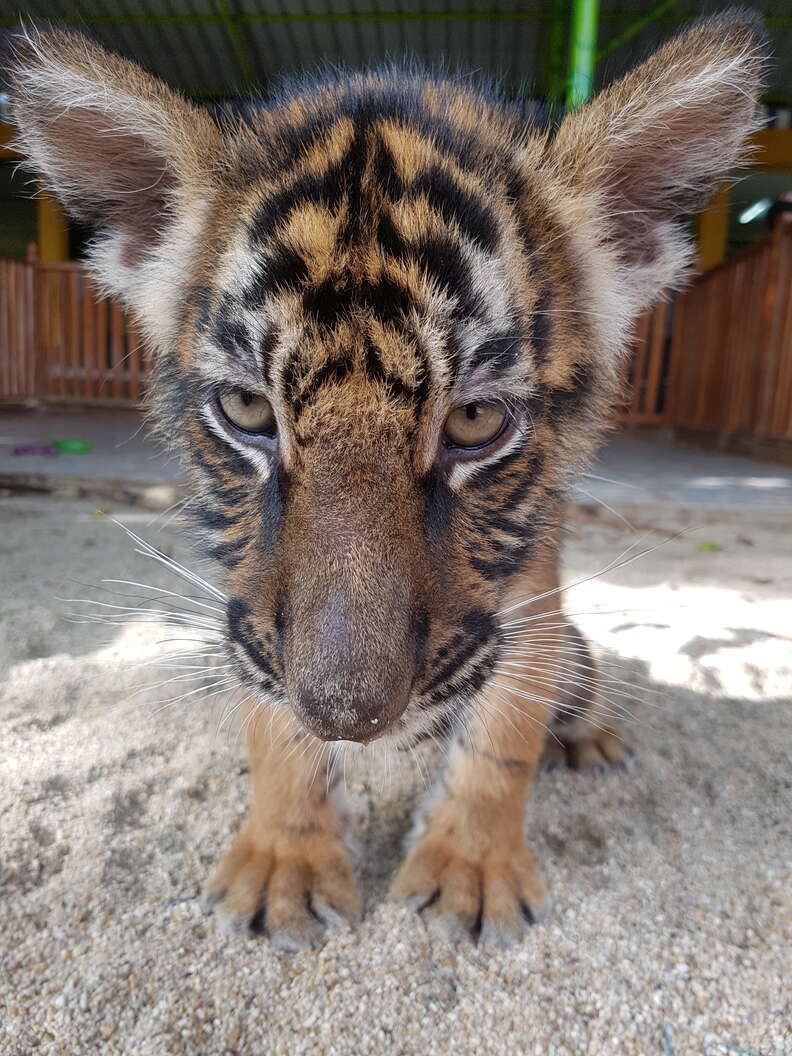 Baby tiger cub