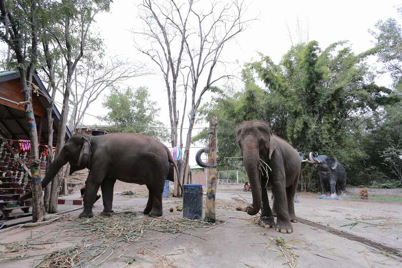 Captive elephants at Thailand zoo