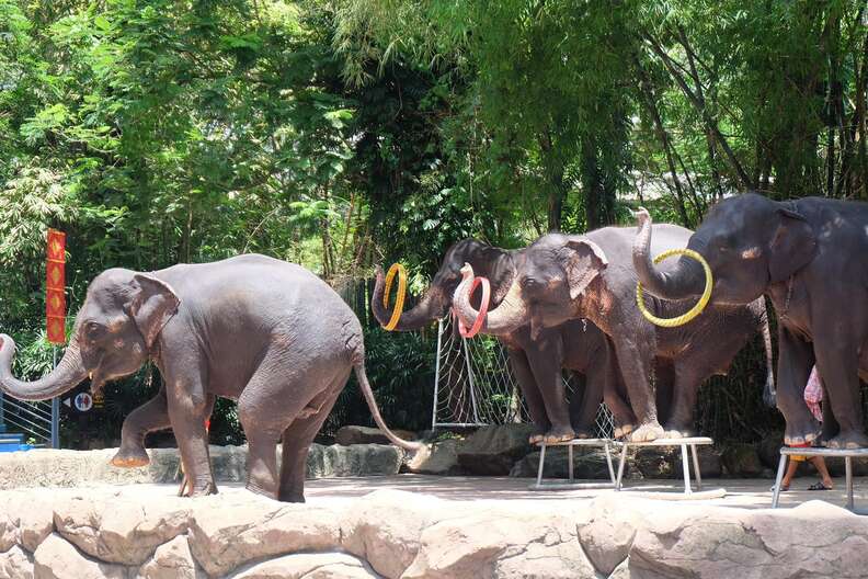 Elephants performing in show