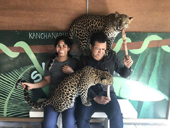People interacting with baby leopards
