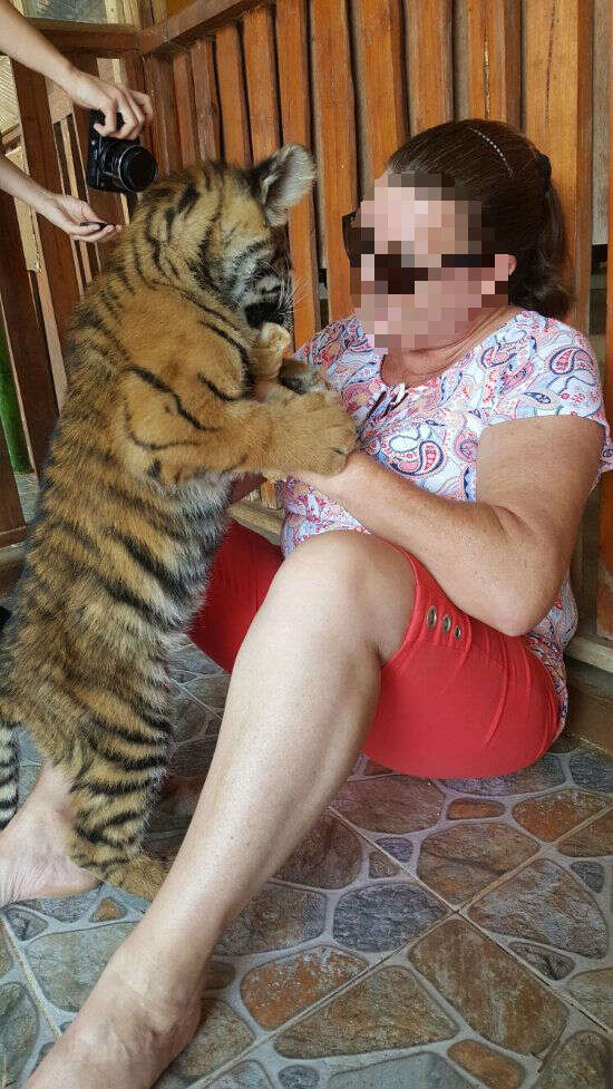 Woman bottle-feeding a tiger cub