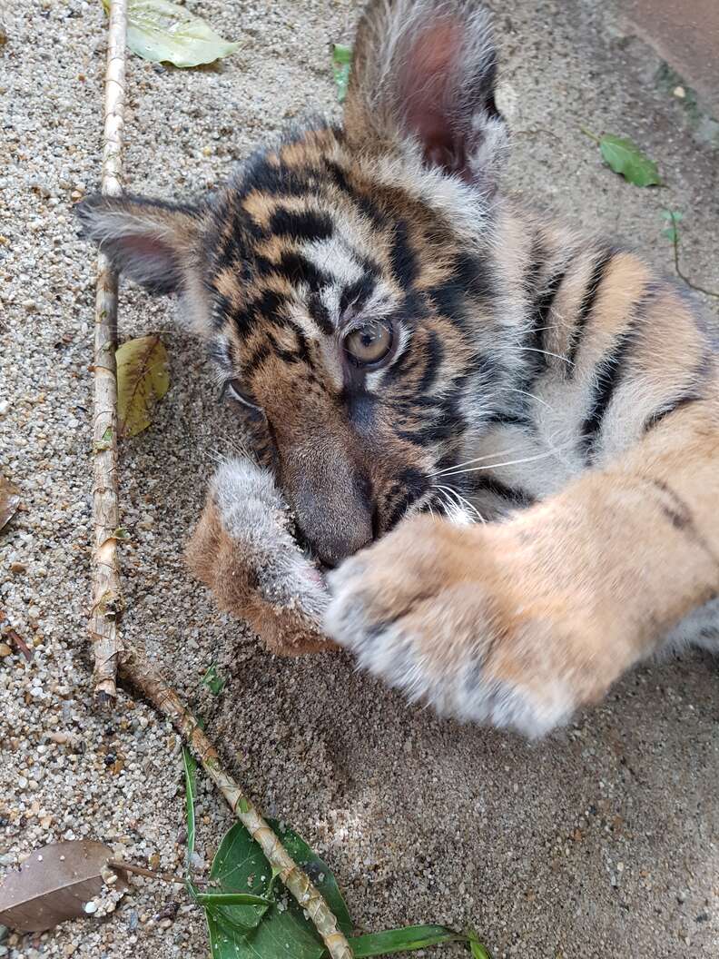 Tiger cub playing on ground
