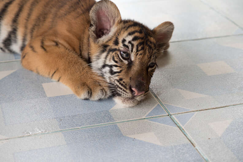 Tiger cub lying on floor