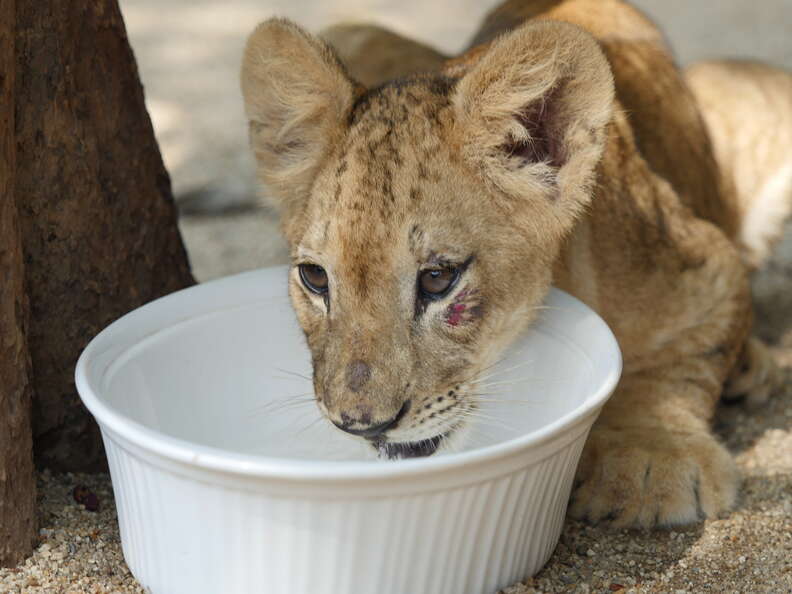 Lion cub drinking out of bowl