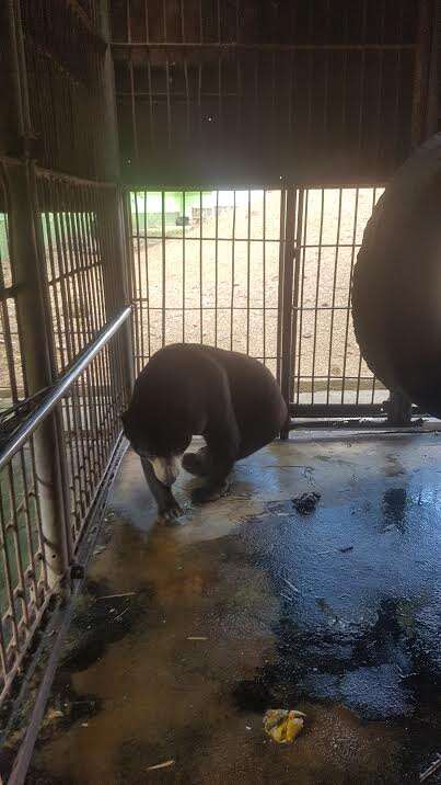 Sun bear pacing inside his enclosure
