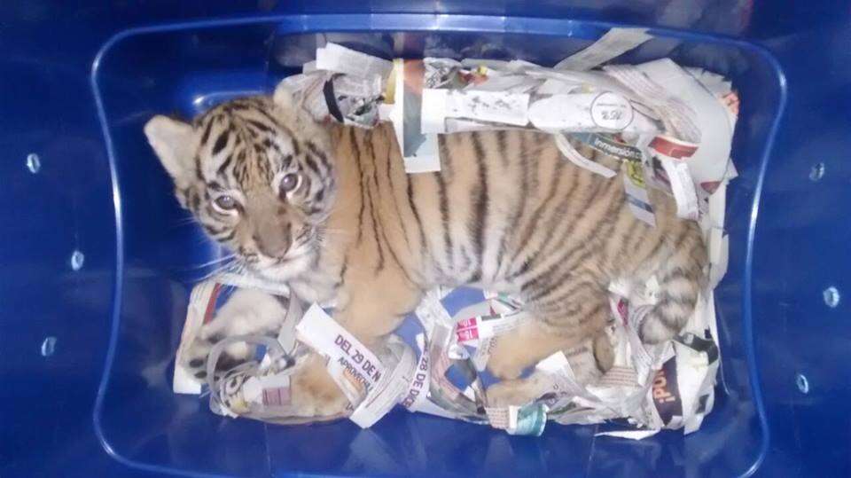 bengal tiger cub box mail mexico