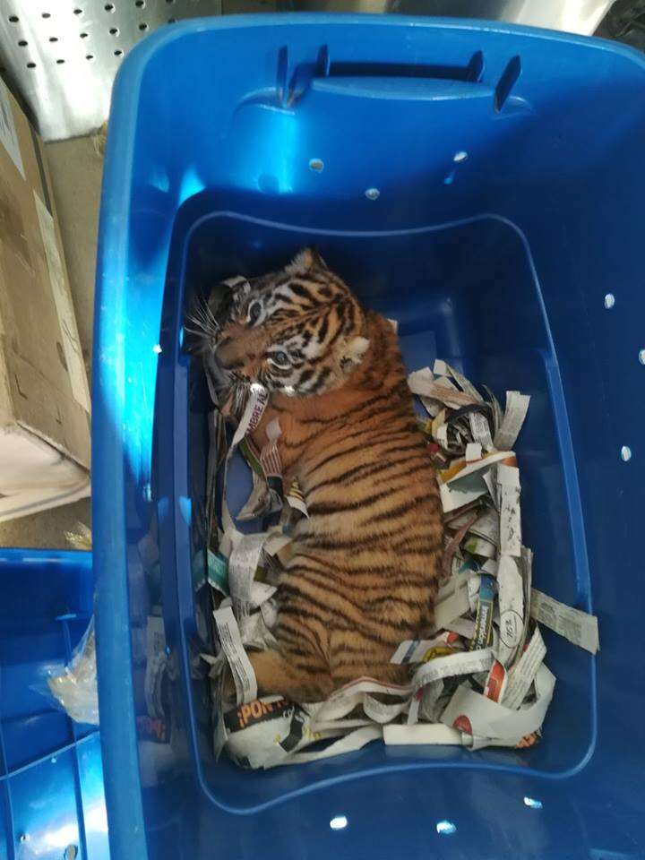 bengal tiger cub mail box mexico