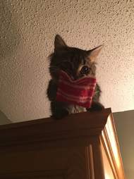 Belle the Maine Coon cat and her pillow