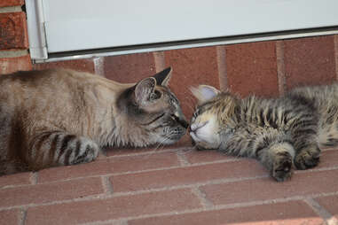 Belle and Jazzy the cat