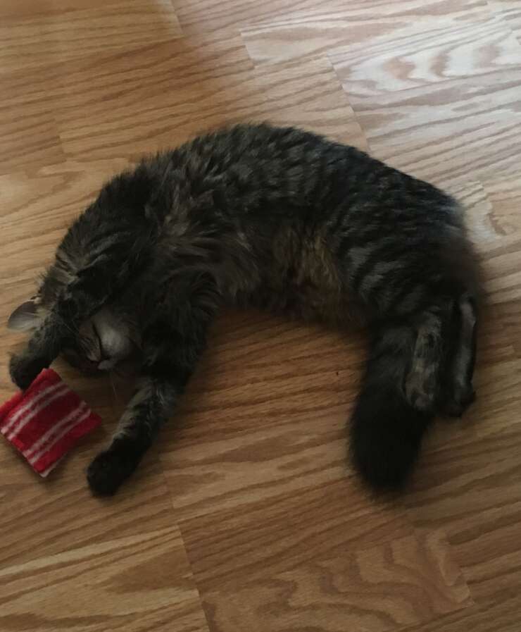 Belle the cat with her pillow