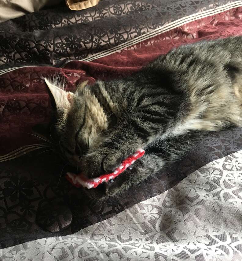 Belle the cat sleeps on her tiny pillow
