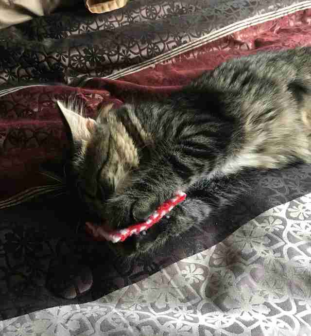 Belle the cat sleeps on her tiny pillow