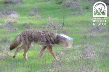coyote head jar california