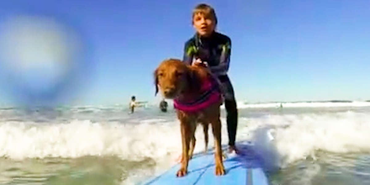 Dog Loves To Help Little Kids Surf - Videos - The Dodo