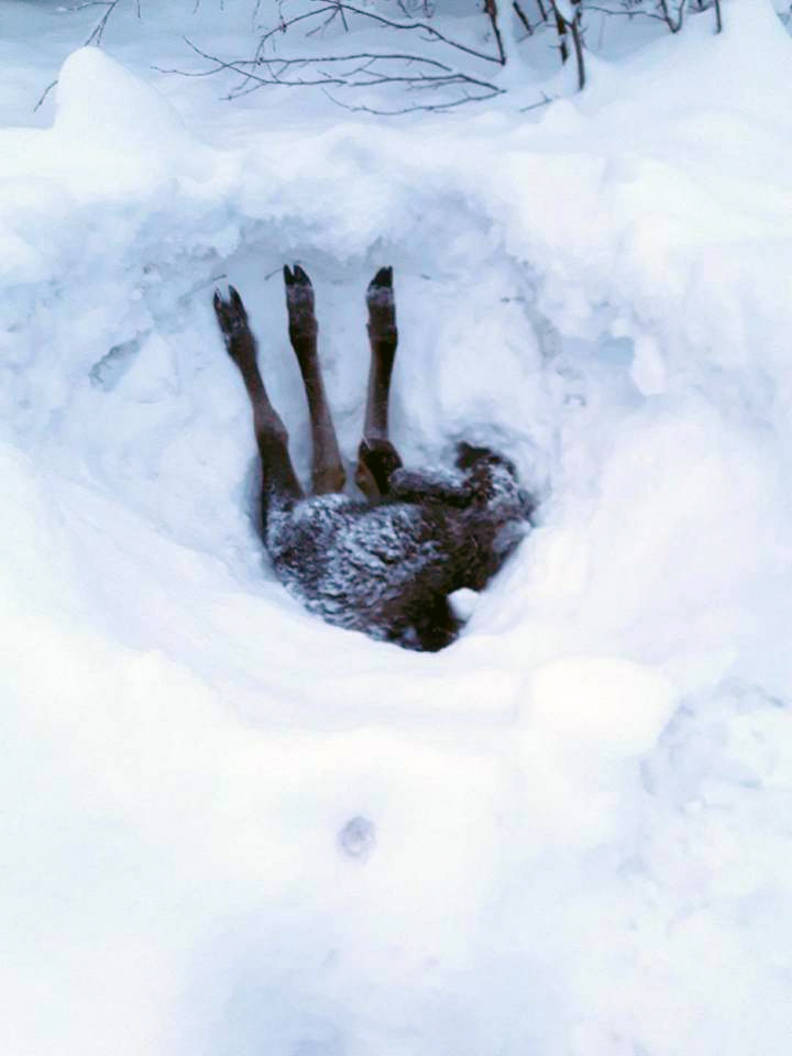 Truck Driver Rescues Baby Moose Buried Upside Down In Snow The Dodo