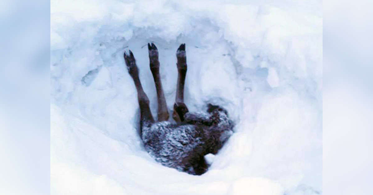 Truck Driver Rescues Baby Moose Buried Upside Down In Snow The Dodo