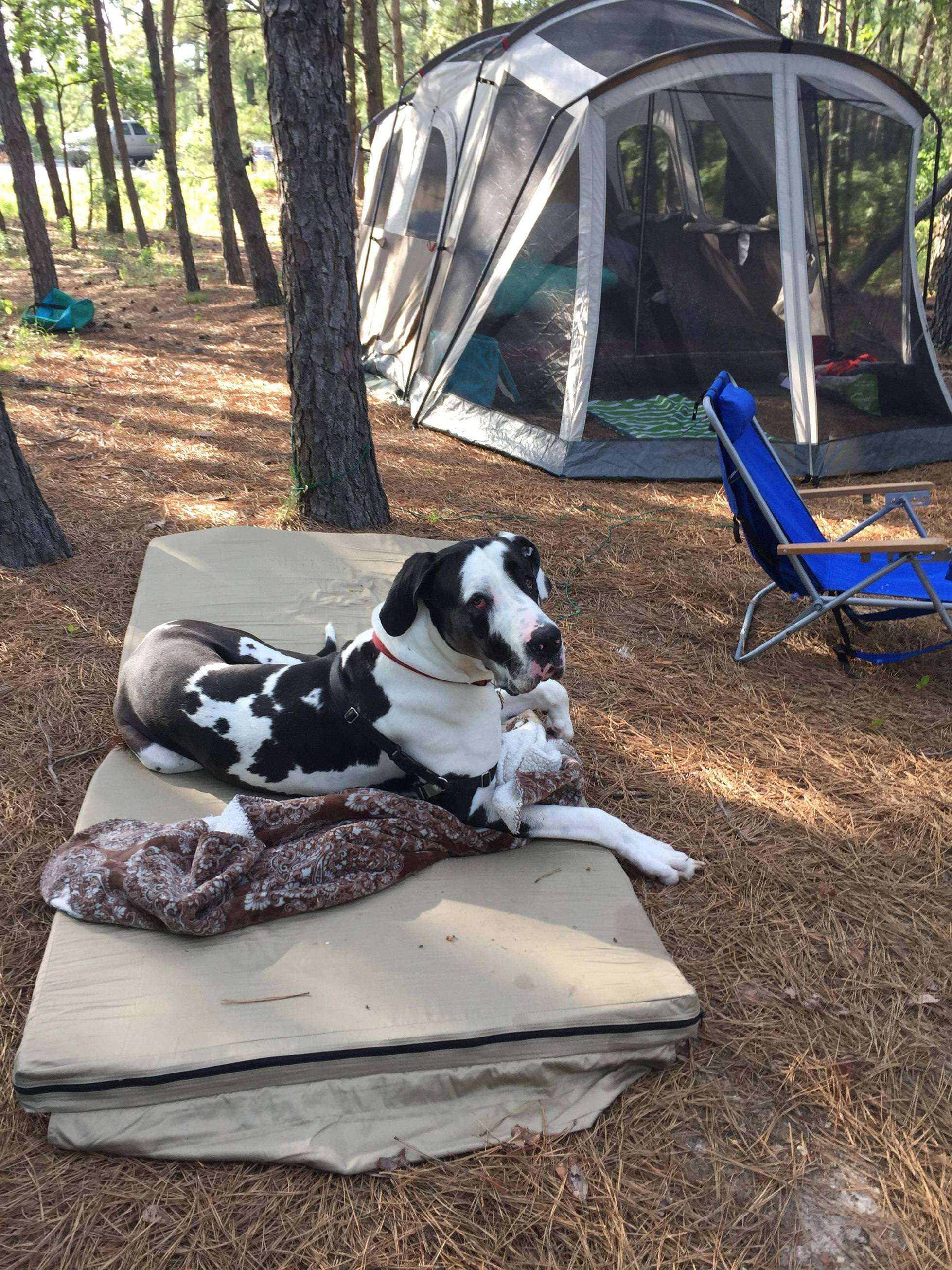 Floyd the Great Dane loves blankets